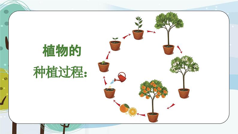 科学大象版（2017秋）三下3.6《植物种植展示会》同步课件05