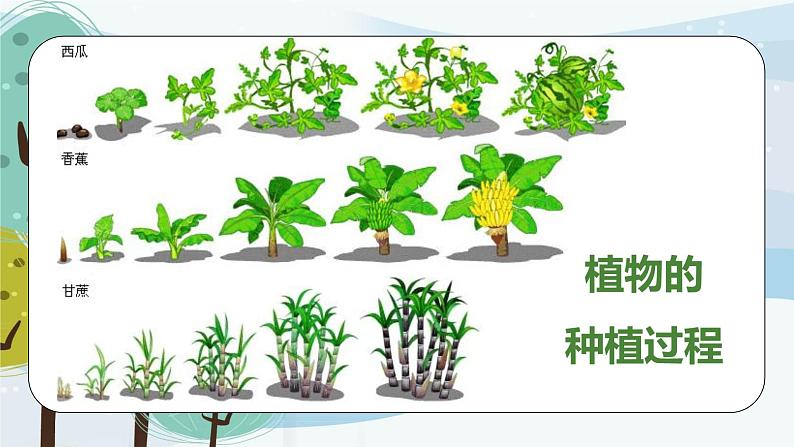 科学大象版（2017秋）三下3.6《植物种植展示会》同步课件06