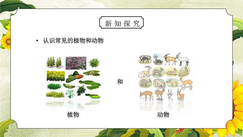 教科版六年级科学上册第四单元《生物的多样性-校园生物大搜索》PPT课件04