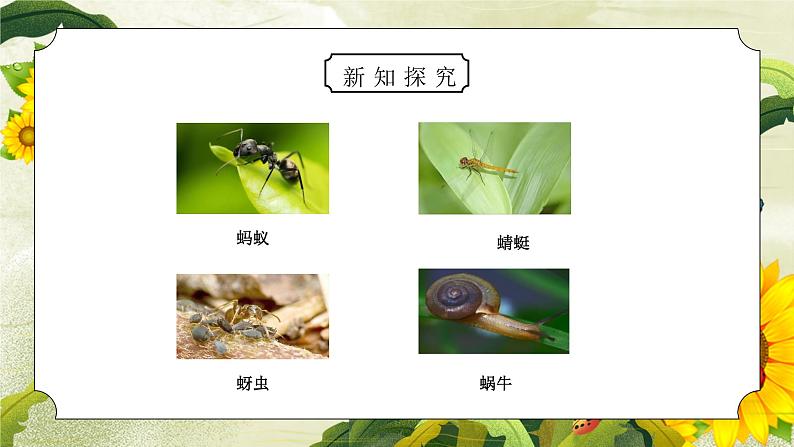 教科版六年级科学上册第四单元《生物的多样性-校园生物大搜索》PPT课件07