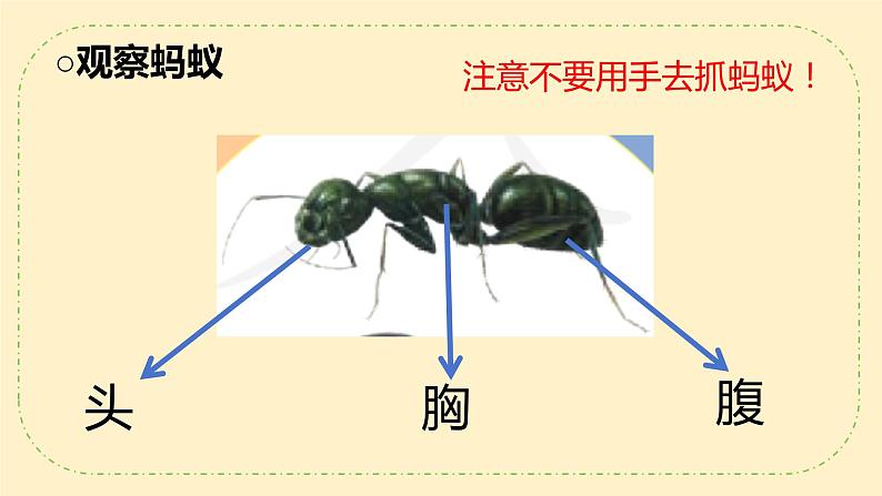 人教鄂教版科学7《蚂蚁》PPT课件第6页