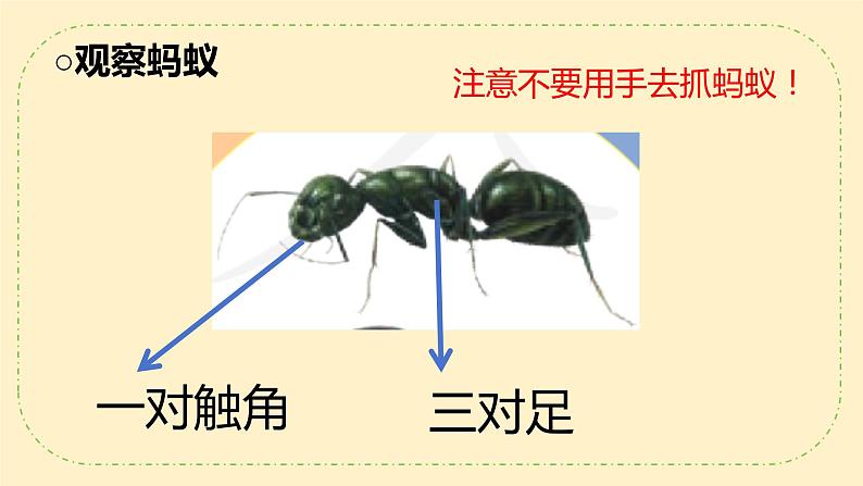 人教鄂教版科学7《蚂蚁》PPT课件第7页