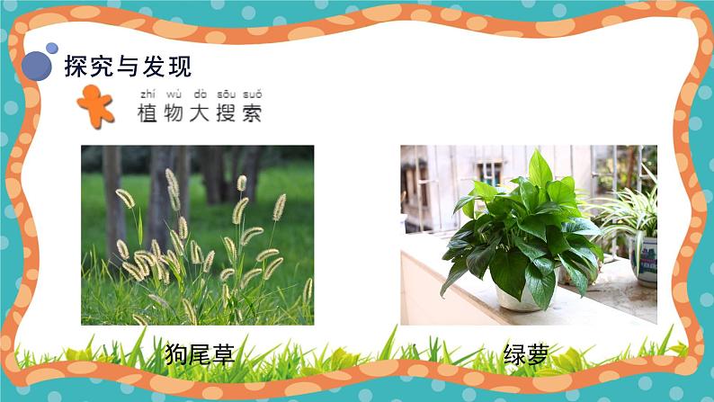 【核心素养】冀人版小学科学一年级 上册 4.身边的植物 课件+教案（含教学反思）07