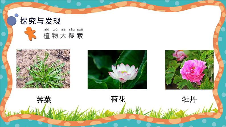 【核心素养】冀人版小学科学一年级 上册 4.身边的植物 课件+教案（含教学反思）08