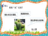 【核心素养】冀人版小学科学一年级 上册 5.认识植物 课件+教案（含教学反思）