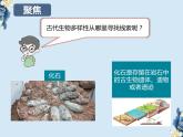 教科版科学六下2.6《古代生物多样性》课件+教学设计+素材