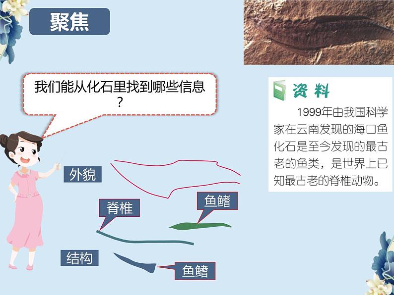 教科版科学六下2.6《古代生物多样性》课件+教学设计+素材06