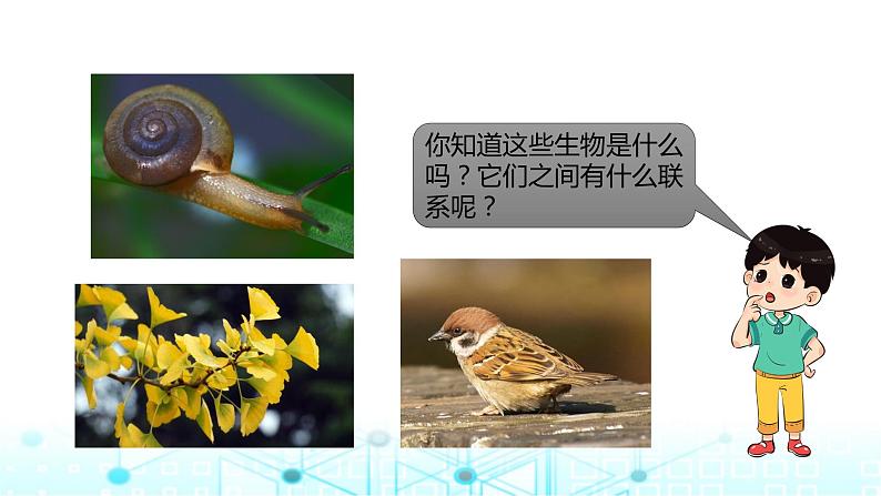 教科版小学六年级科学下册2-2制作校园生物分布图课件02