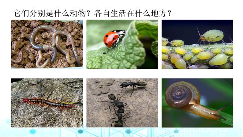 教科版小学六年级科学下册2-2制作校园生物分布图课件05