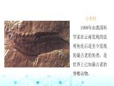 教科版小学六年级科学下册2-6古代生物的多样性课件