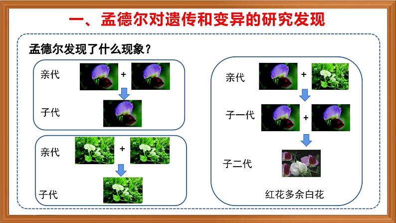 苏教版小学科学六年级上册第二单元《7 寻找遗传与变异的秘密》课件、视频、作业设计第5页