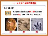 苏教版小学科学六上第三单元《9 化石告诉我们什么》课件+教案+视频+作业