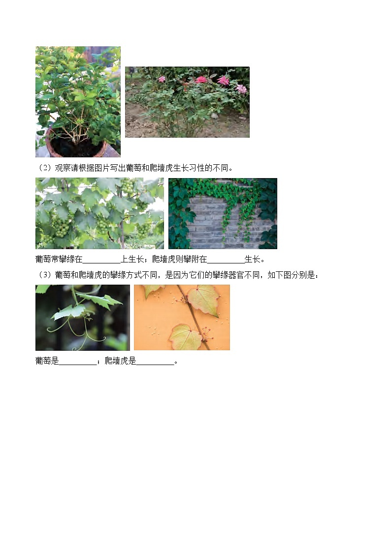 第2课+月季和茉莉（同步阶段练习）-2023-2024学年科学四年级下册（粤教粤科版）03