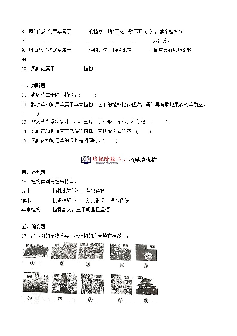 第3课+凤仙花和狗尾草（同步阶段练习）-2023-2024学年科学四年级下册（粤教粤科版）02