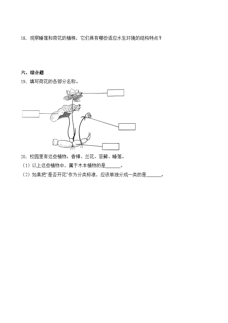 第5课+睡莲和荷花（同步阶段练习）-2023-2024学年科学四年级下册（粤教粤科版）03