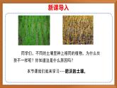 苏教版小学科学三上第二单元《6 肥沃的土壤》课件+教案+视频+作业
