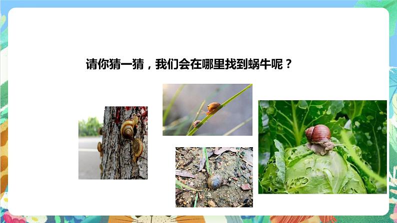 粤科版科学二年级下册  新课标核心素养 1.1《菜叶上的蜗牛》 课件+教案+分层练习（含答案）04
