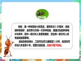 粤科版科学二年级下册 新课标核心素养  1.2《校园里的蚂蚁》课件+教案+分层练习（含答案）