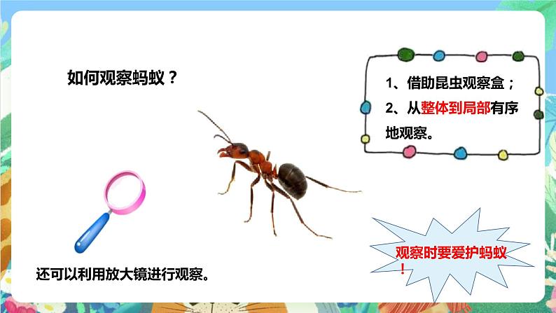 粤科版科学二年级下册 新课标核心素养  1.2《校园里的蚂蚁》课件+教案+分层练习（含答案）08