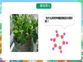 粤科版科学二年级下册  新课标核心素养   2.7《谁的蔬菜长得好》课件+教案+分层练习（含答案）