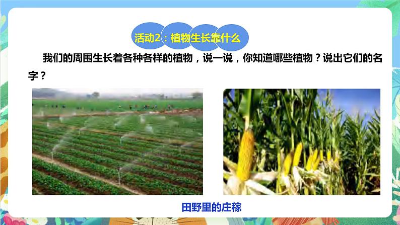 粤科版科学二年级下册  新课标核心素养   2.7《谁的蔬菜长得好》课件+教案+分层练习（含答案）07