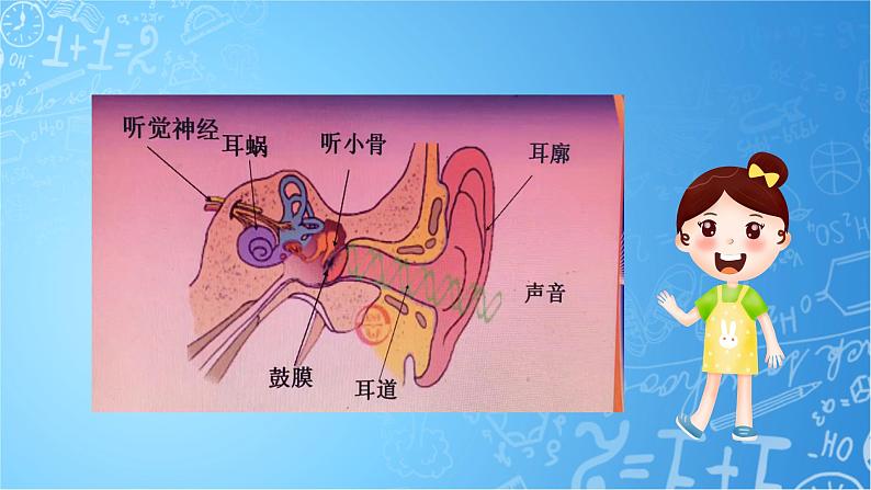 【核心素养】冀教版小学科学四年级上册     9.怎样听到声音     课件ppt+ 教案08