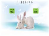 2.1 兔子 （课件 教案 视频）