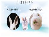 2.1 兔子 （课件 教案 视频）