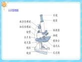 【核心素養(yǎng)】大象版小學科學六上 1.1 《顯微鏡下的細胞》課件+教案(含教學反思)