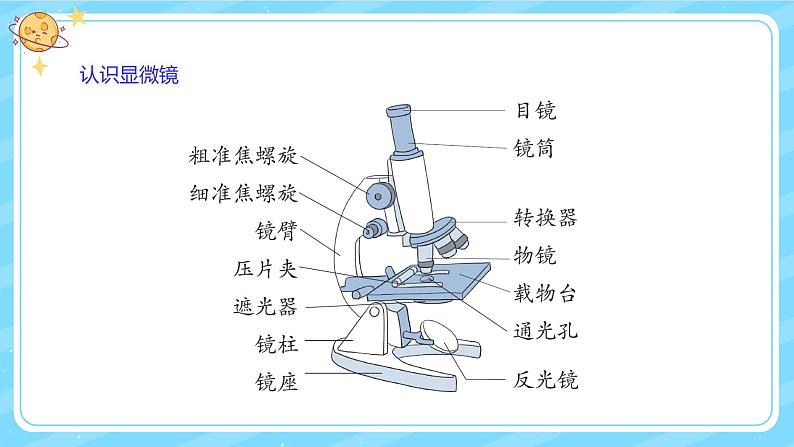 【核心素养】大象版小学科学六上 1.1 《显微镜下的细胞》课件+教案(含教学反思)04