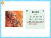 【核心素养】大象版小学科学六上 1.3《发霉的馒头》课件+教案(含教学反思)(1)