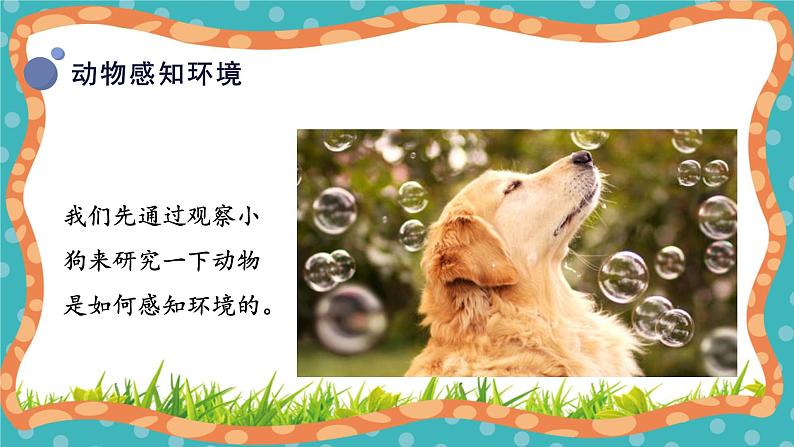 【核心素养】冀人版小学科学一年级 上册 10.动物的感官 课件+教案（含教学反思）08