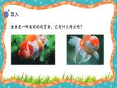 【核心素养】冀人版小学科学一年级 上册 9.观察金鱼 课件+教案（含教学反思）