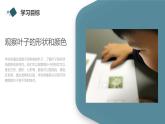 小学一年级上教科版科学：观察叶上课课件
