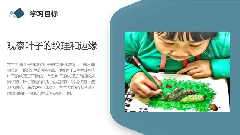 小学一年级上教科版科学：观察叶上课课件06