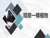 小学一年级上教科版科学：观察一棵植物上课课件