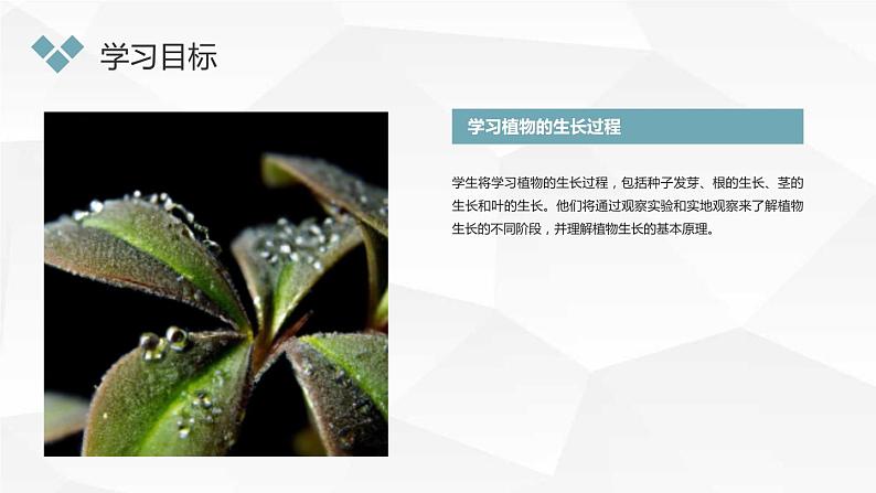 小学一年级上教科版科学：观察一棵植物上课课件第6页