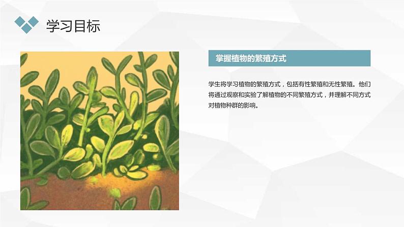 小学一年级上教科版科学：观察一棵植物上课课件第7页