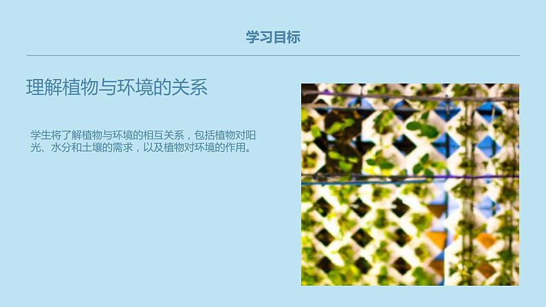 小学一年级上教科版科学：校园里的植物上课课件第7页