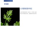 小学一年级上教科版科学我们知道的植物  （上课课件）