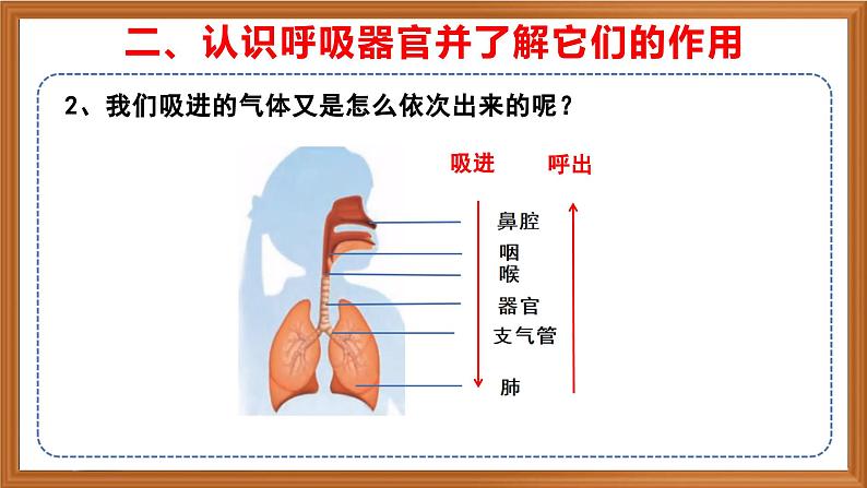 苏教版小学科学三上第五单元《16 人的呼吸》课件+教案+视频+作业08