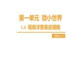 第一单元 微小世界-1.4 观察洋葱表皮细胞（练习课件）