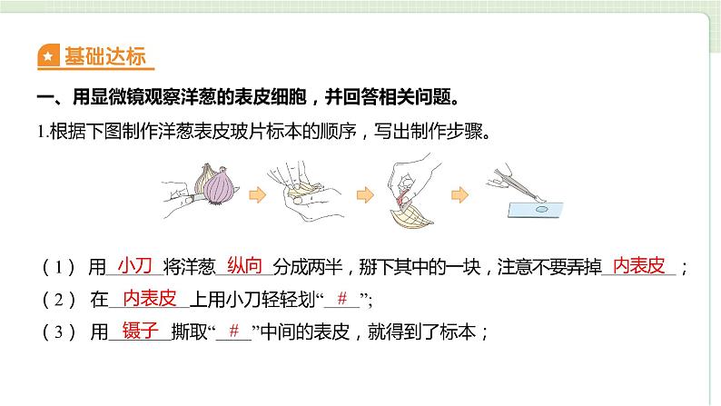 第一单元 微小世界-1.4 观察洋葱表皮细胞（练习课件）02