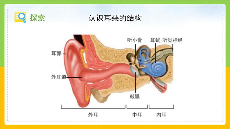 教科版 科学 四上 《我们是怎样听到声音的》课件+教案（含教学反思）05