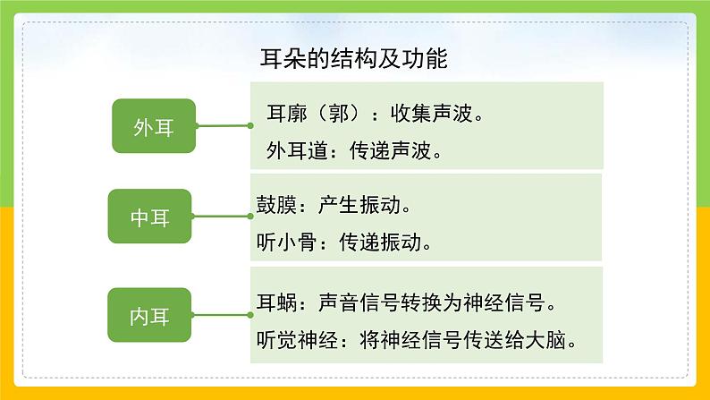 教科版 科学 四上 《我们是怎样听到声音的》课件+教案（含教学反思）06