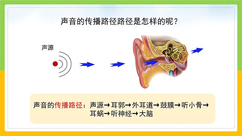 教科版 科学 四上 《我们是怎样听到声音的》课件+教案（含教学反思）07