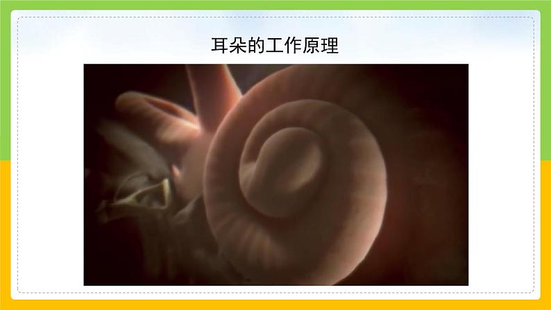 教科版 科学 四上 《我们是怎样听到声音的》课件+教案（含教学反思）08