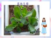 苏教版科学五年级下册 3.1《不用种子也能繁殖吗》课件