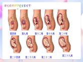 苏教版科学五年级下册  3.3《我是怎样出生的》课件