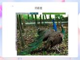 苏教版科学五年级下册 3.2《动物是怎么繁殖的》课件